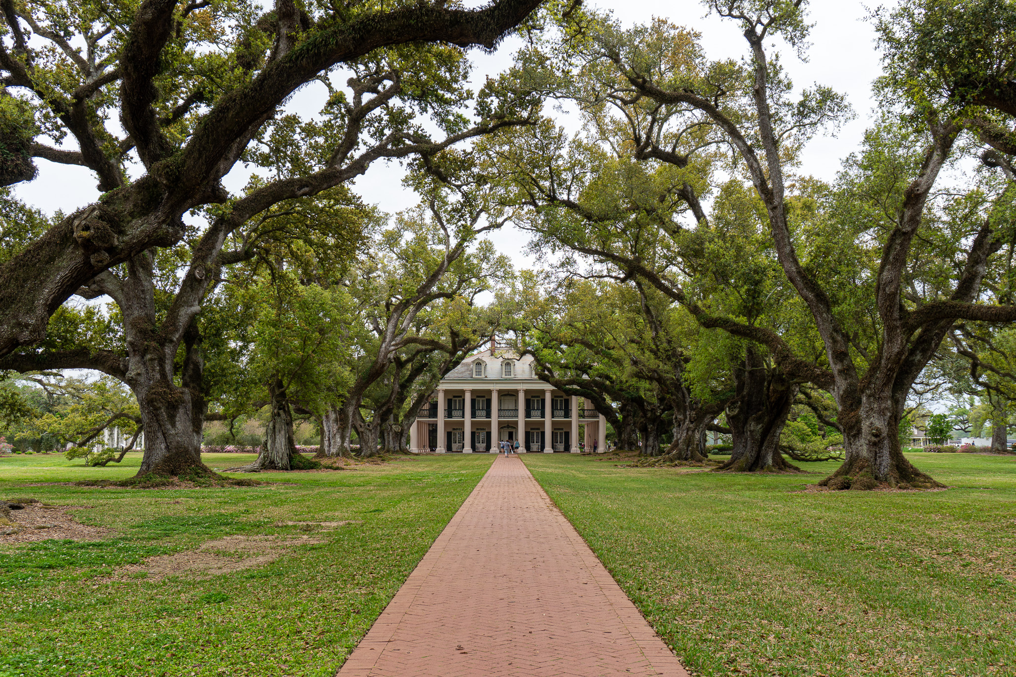 OAK PLATATION · 2025 · DIGITAL CAMERA